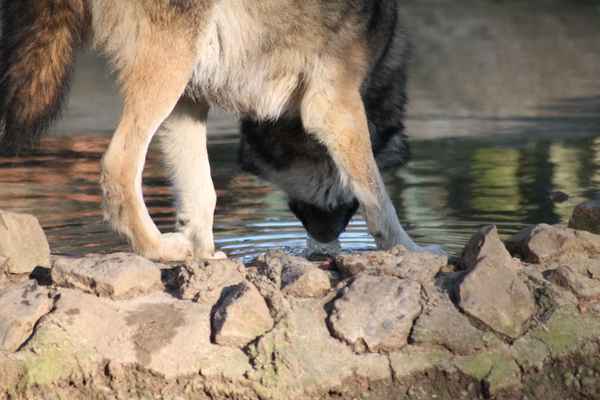 Ein trinkender Wolf