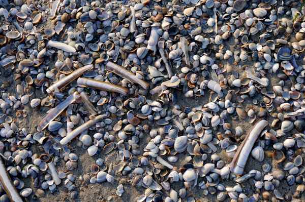 Muscheln