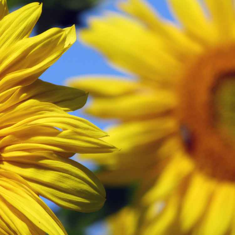 Sonnenblume