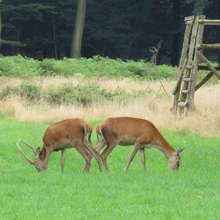 Rehfamilie beim Grasen