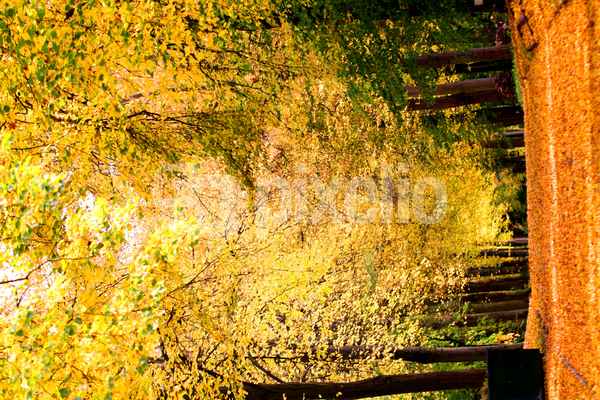 Herbstliche Allee