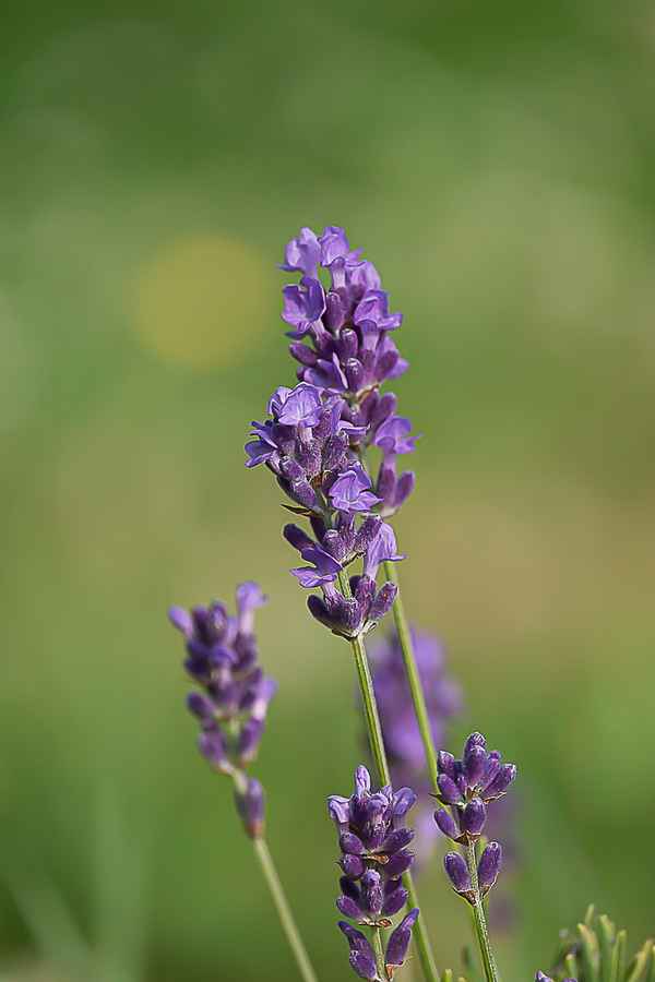 Lavendel