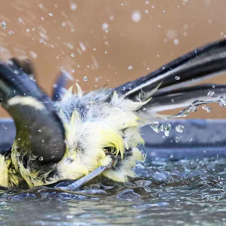 r&uuml;ckenschwimmer