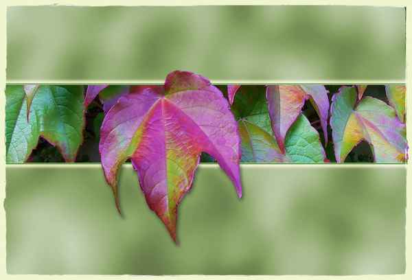 Wilder Wein im Herbstkleid