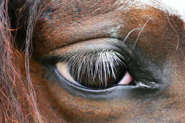 Augen-Blick