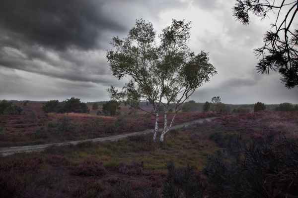 Regenschauer in der Lünebuger Heide