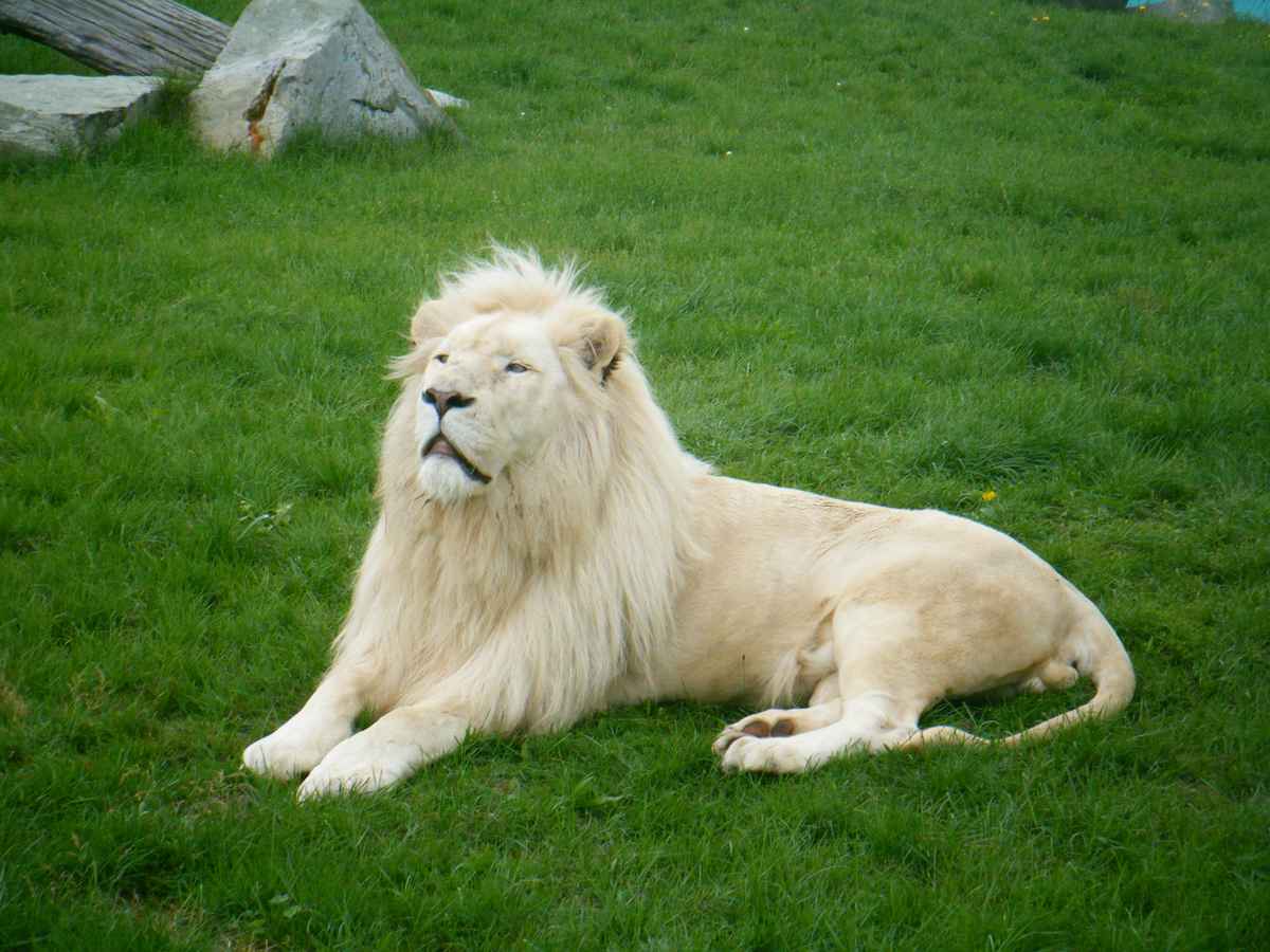Weißer Löwe