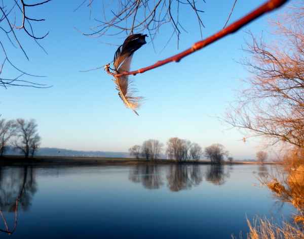 Die Feder im Wind