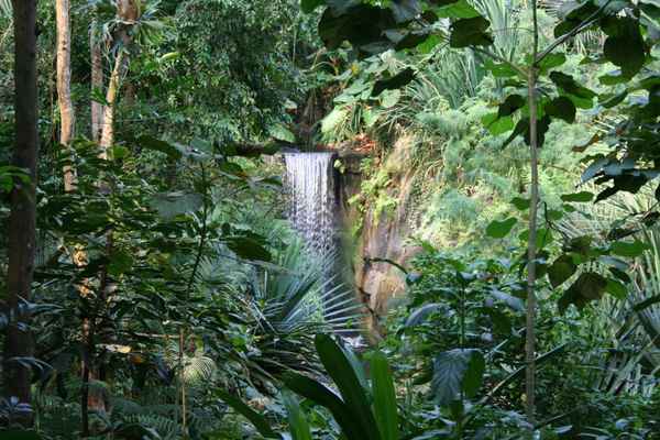 Tropischer Regenwald