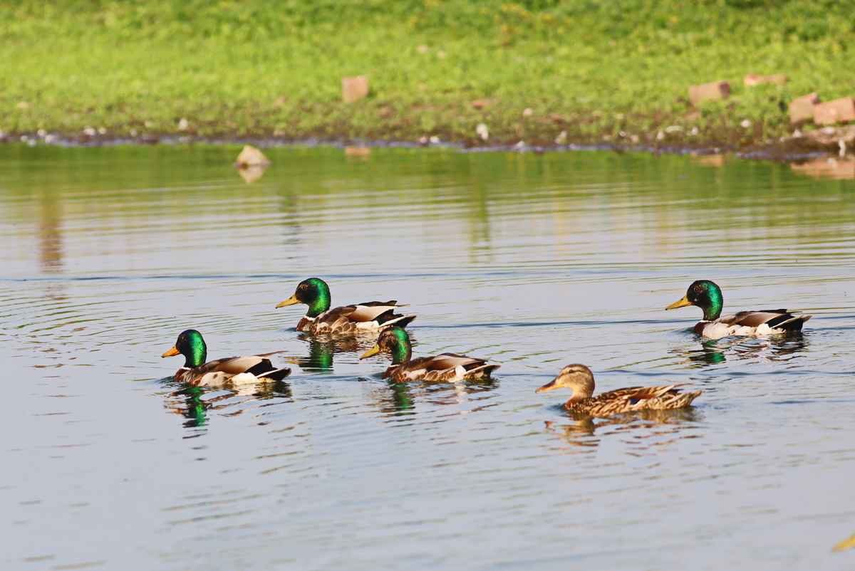geleitzug für die dame