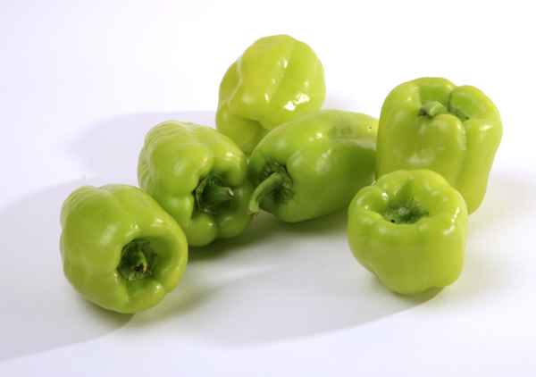 grüne Paprika