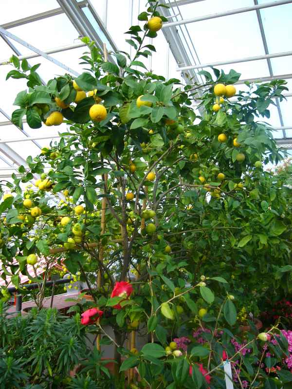 Botanischer Garten Berlin 13