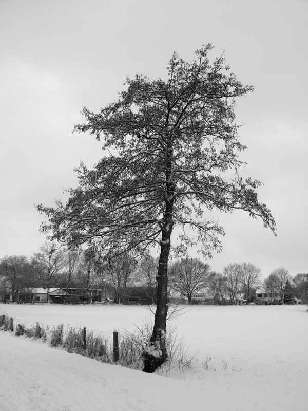 Baum im Winter - S-W
