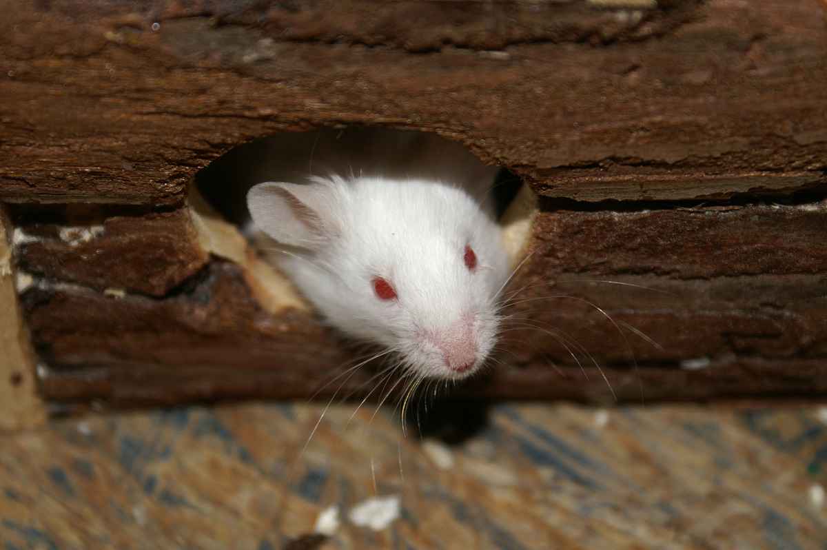 Maus 5