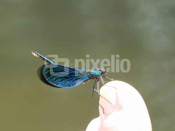 Libelle