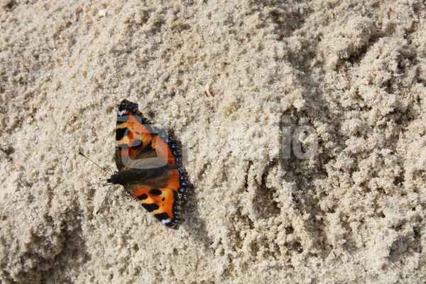Schmetterling im Urlaub