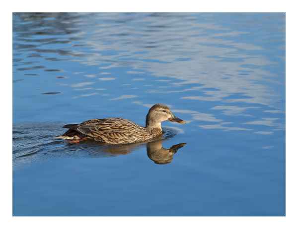 ente im wasser