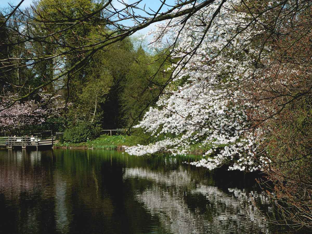 Kirschblüte 3