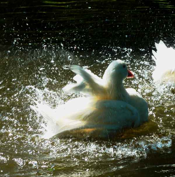 gans