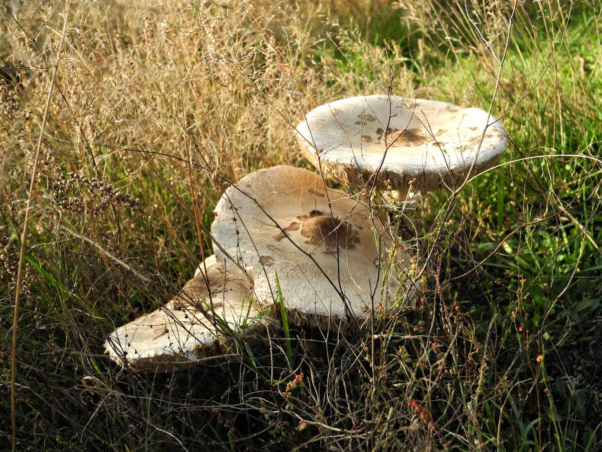 Riesenschirmling - Parasol