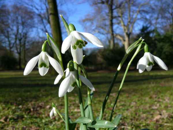 "Kleines Schneeglöckchen"