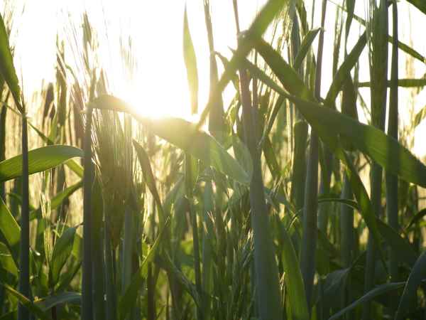 Abend im Getreidefeld