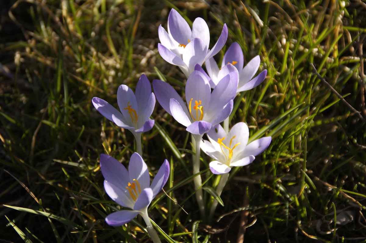 Krokusse