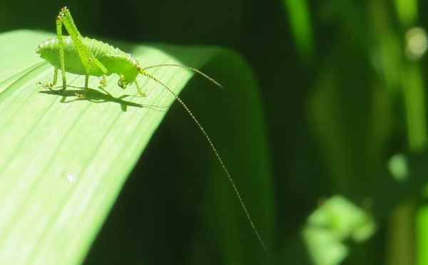 Hoppla, ist das hoch