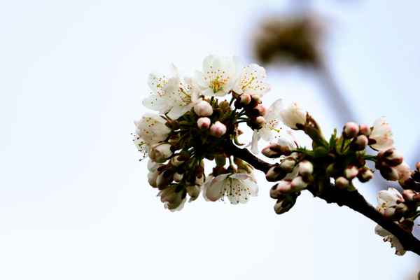 kirschblüte