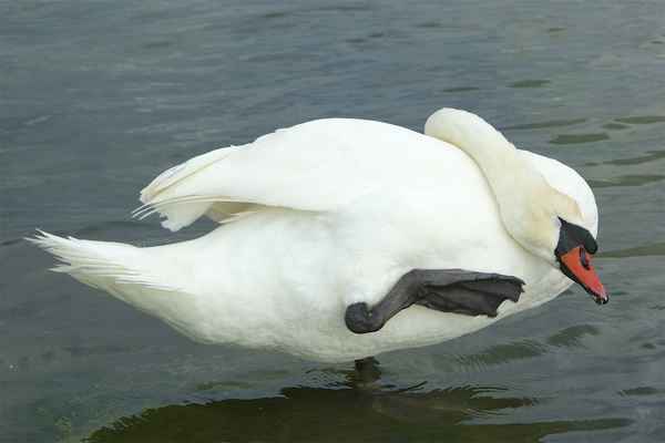 Gelenkiger Schwan