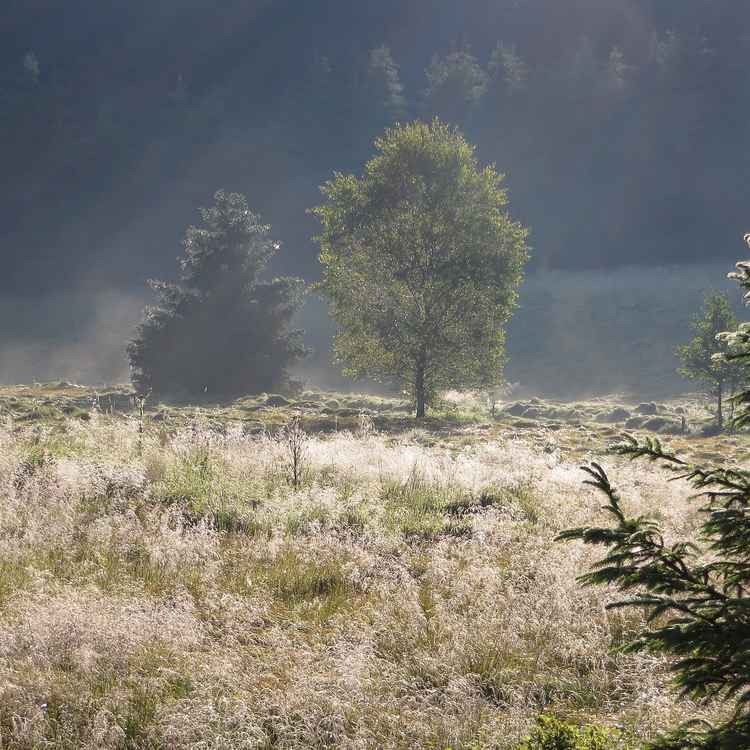 An der tschechischen Grenze bei Neukirchen St. Christopf