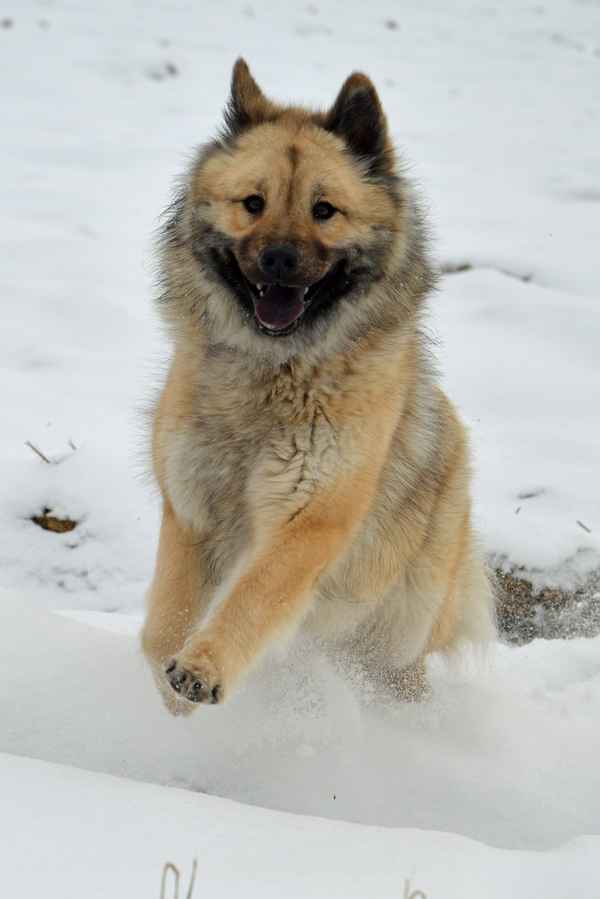 Bella genießt den Schnee
