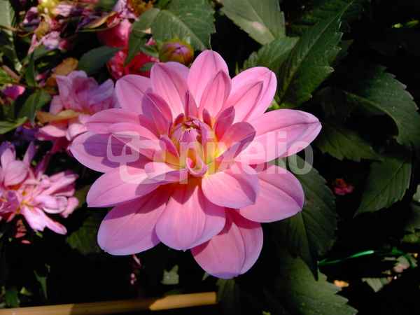 Herbstblüte 1
