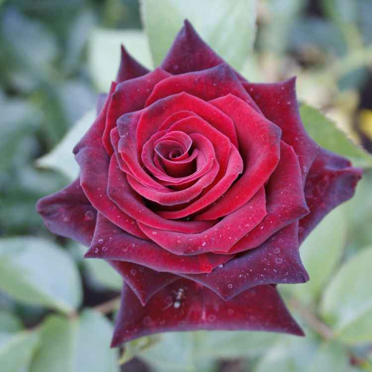 Schwarze Rose #2