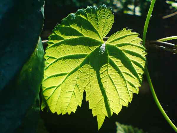 The sunny side of life