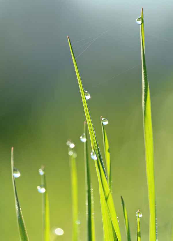 Grashalme mit Tautropfen