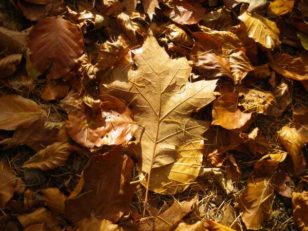 Herbstlaub in der Sonne