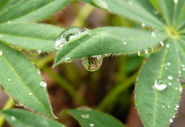 Tropfen auf Lupinienblatt