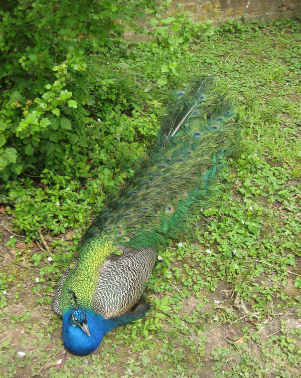 Pfau bei der Siesta