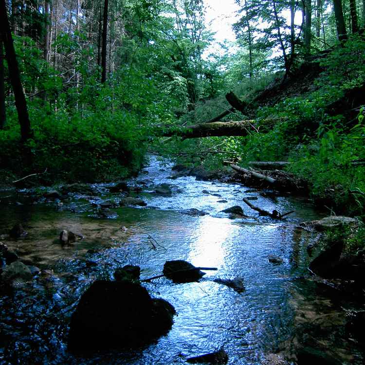 Wald & Wasser