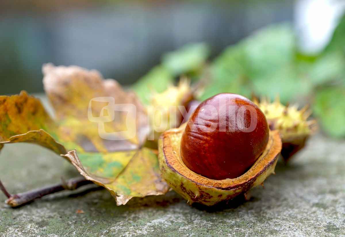 Aufgebrochen