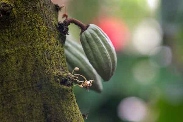 Kakao Pflanze Blüte