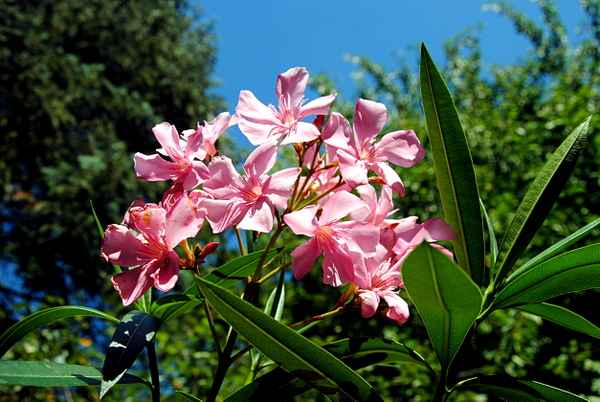 Oleander