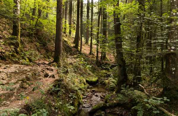 Am Bach entlang