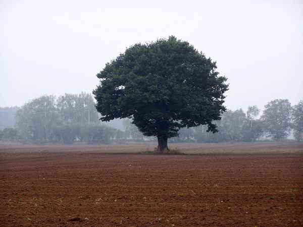 Wächter auf leerem Feld