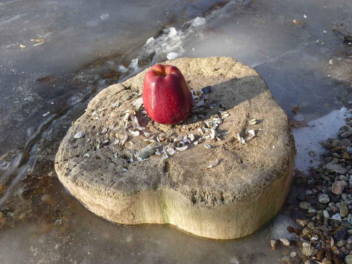 Winterapfel auf Eis