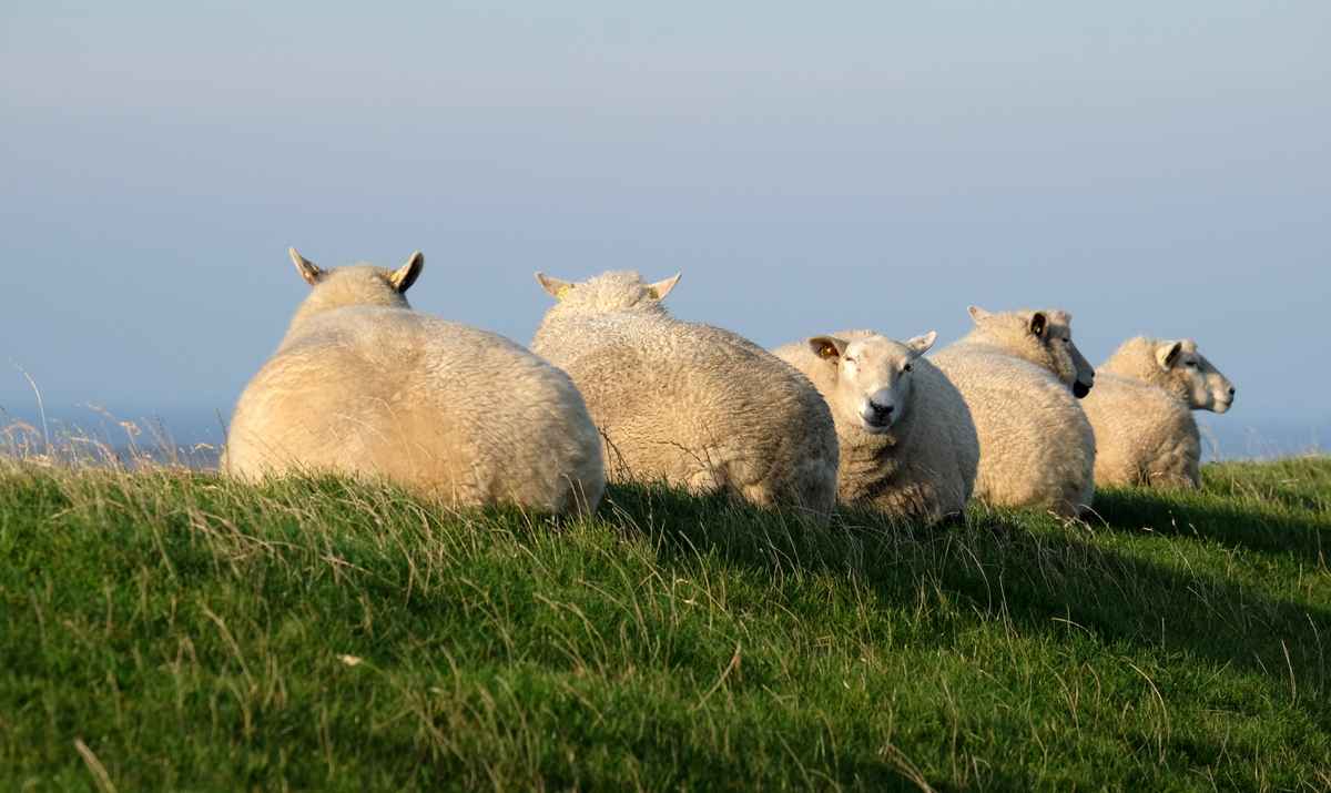 Blick über den Deich