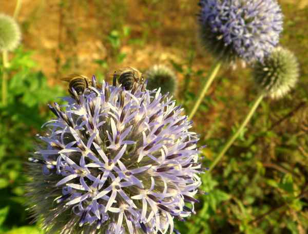 Kleine Bienen Popos :-)