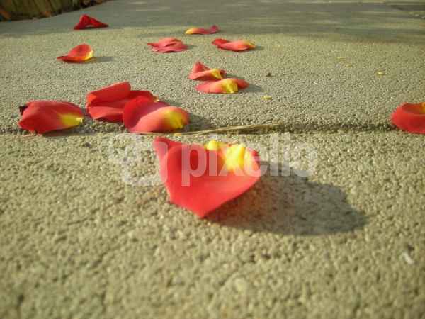 rosenblätter (2)