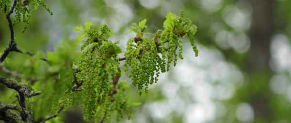 Grüner Baum